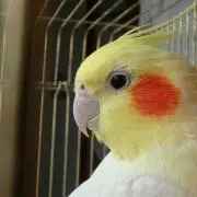 popotanの画像