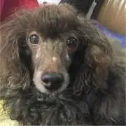 Charの画像