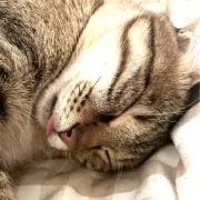 ぷーの画像