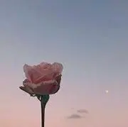 Lilyの画像