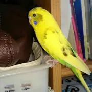 Jiniの画像