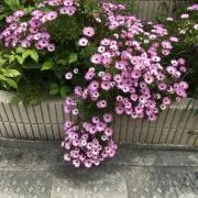 河合