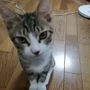 セナ