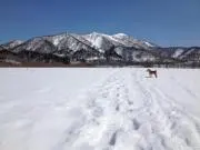 SHIBAの画像