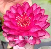 三瓶睡蓮＆Cafeの画像