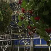 Tの画像