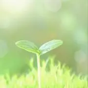 カニの画像