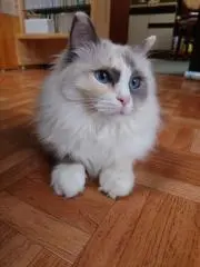 プーの画像