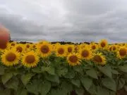 4011の画像
