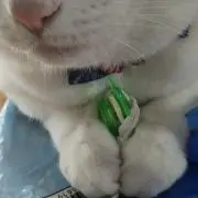 おもちの画像