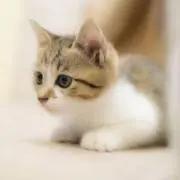 giyanaの画像