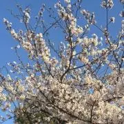 はる