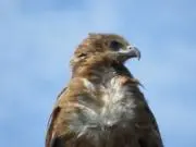 やまだの画像