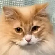 のびのびニャンコの画像