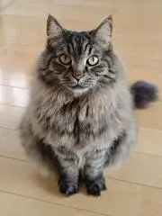 The kingの画像