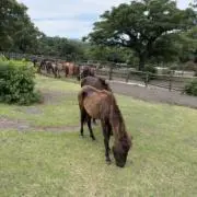 かえでの画像