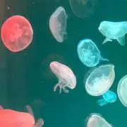 クラゲ