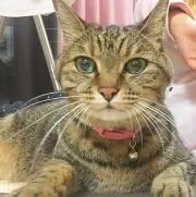 京都のノリ