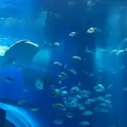 ゆうほ