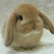さくら