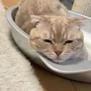 ひまま
