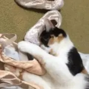 タリちゃん