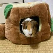 かぼの画像