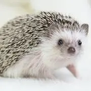 おいもの画像