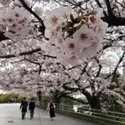 翔