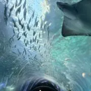 かかおまめの画像