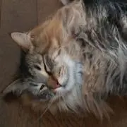 ねこの画像