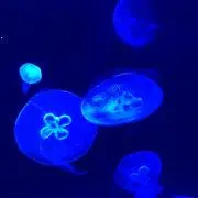 チクタク