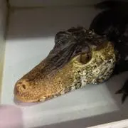 ラコステ