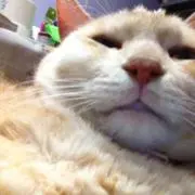 あき