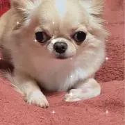 apの画像