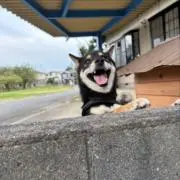さっこの画像