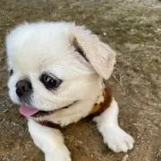 ハバネロ