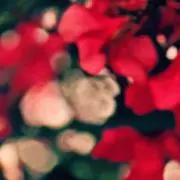 泉▼プロフ必読▼即購入可の画像