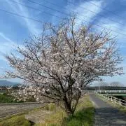 しゅうの画像