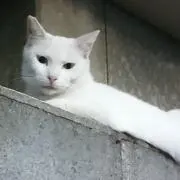 ねこじろうの画像