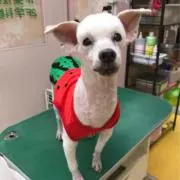 かあいの画像