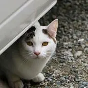 トロトロさんの画像