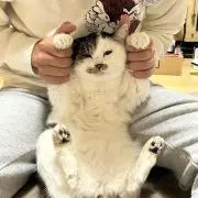 こいそんの画像