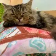 aの画像