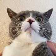ヨッコの画像
