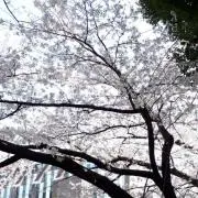 りりの画像