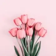 りぼんの画像