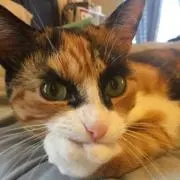 おやびんの画像