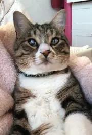 ニャーさんの画像