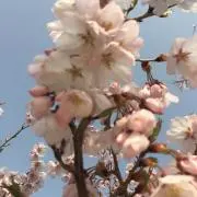 ルンバの画像